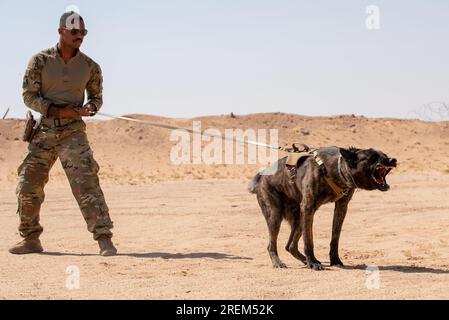 Prince Sultan Air Base, Saudi-Arabien. 1. Juli 2023. USA Air Force Staff Sgt. Ahmad Houston, ein militärischer arbeitender Hundeführer, der dem 378. Geschwader der Expeditionären Sicherheitskräfte zugeteilt wurde, kontrolliert seine K9 während des Hundehandlers-Trainings am Prince Sultan Air Base, Königreich Saudi-Arabien, 1. Juli 2023. Die Ausbildung zielte darauf ab, die Reaktion militärischer Arbeiterhunde auf Aggressionen vorzubereiten, um sie gegebenenfalls auf Unterwürfe vorzubereiten. Kredit: Alexander Frank/USA Air Force/ZUMA Press Wire/ZUMAPRESS.com/Alamy Live News Stockfoto