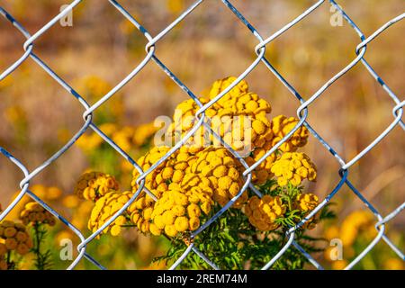 Tansy-Blüten durchdringen einen Kettendrahtzaun entlang des Steveston Waterfront in British Columbia, Kanada Stockfoto