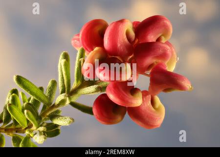 Nahaufnahme der isolierten Woolly Grevillea Blumen und Laub, Südaustralien Stockfoto