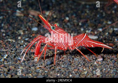 Tanzende Garnelen, Rhynchocinetes durbanensis, Tauchplatz am Amed Beach, Amed, Bali, Indonesien, Indischer Ozean Stockfoto