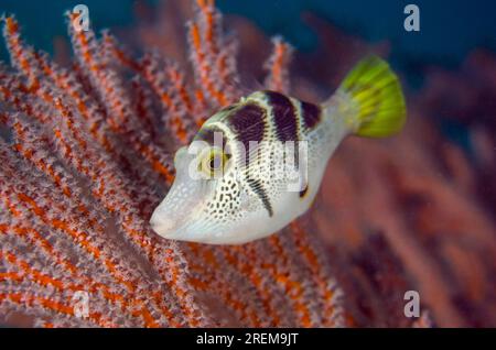 Imitieren Sie Filefish, Paraluteres prionurus, imitieren Sie den hochgiftigen Pufferfisch Sattelpuffer (Canthigaster valentini) mit einem Seefächer, Jetty Tauchplatz, Pada Stockfoto