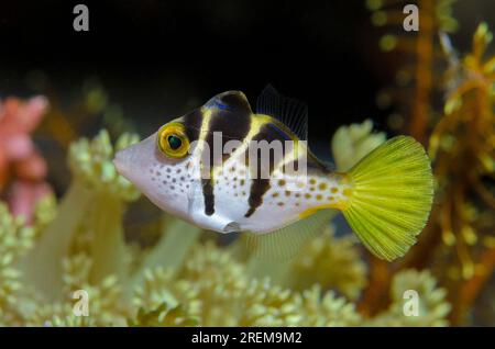 Imitieren Sie Filefish, Paraluteres prionurus, imitieren Sie den hochgiftigen Pufferfisch Sattelpuffer (Canthigaster valentini), Baung Penyu (Korallenwand) Tauchgang si Stockfoto