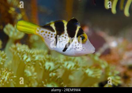 Imitieren Sie Filefish, Paraluteres prionurus, imitieren Sie den hochgiftigen Pufferfisch Sattelpuffer (Canthigaster valentini), Baung Penyu (Korallenwand) Tauchgang si Stockfoto