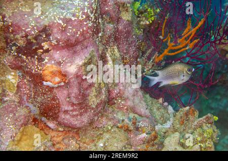 Whitebelly Damselfish, Amblyglyphidodon Leucogaster, neben der Gottesraste absichtlich als Touristenattraktion untergetaucht, Tauchplatz im Unterwassertempel, P. Stockfoto