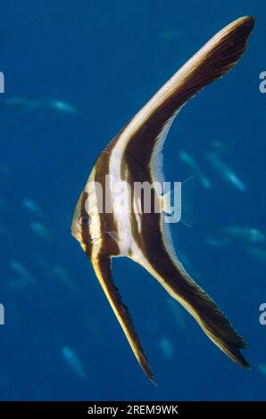 Juvenile Blunthead Batfish, Platax teira, mit kleinen Fischen im Hintergrund, Jetty Tauchplatz, Pemuteran, Buleleng Regency, Bali, Indonesien Stockfoto