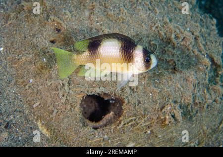 Schwarzbändiger Damselfisch, Amblypomacentrus breviceps, durch Loch, Puri Jati Tauchplatz, Seririt, Buleleng Regency, Bali, Indonesien Stockfoto