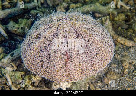 Blumenurg, Toxopneustes pileolus, extrem toxisch, Secret Bay Tauchplatz, Gilimanuk, Jembrana Regency, Bali, Indonesien Stockfoto