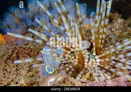 Doppelspinniger Seeigel, Echinothrix calamaris, mit Seeschieber, Clavelina sp, Tauchplatz in der Secret Bay, Gilimanuk, Jembrana Regency, Bali, Indonesien Stockfoto