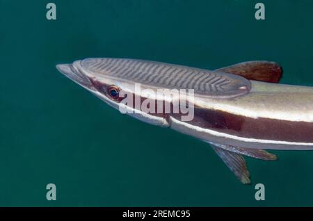 Lutschscheibe auf Slender Suckerfish, Echeneis Naukrates, Secret Bay Tauchplatz, Gilimanuk, Jembrana Regency, Bali, Indonesien Stockfoto