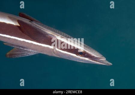 Slender Suckerfish, Echeneis Naukrates, Secret Bay Tauchplatz, Gilimanuk, Jembrana Regency, Bali, Indonesien Stockfoto