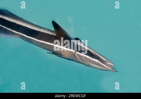 Slender Suckerfish, Echeneis Naukrates, Secret Bay Tauchplatz, Gilimanuk, Jembrana Regency, Bali, Indonesien Stockfoto