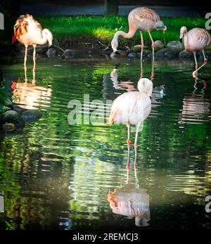 Chilenische Flamingos Calgary Zoo Alberta Stockfoto