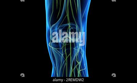Nerven des Knies, Illustration. Stockfoto