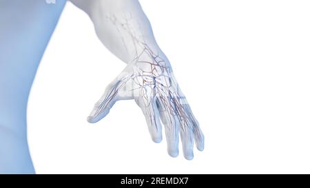 Gefäßanatomie der Hand, Illustration. Stockfoto