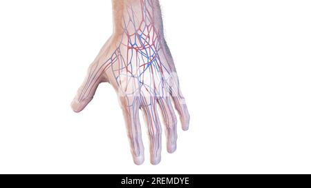 Gefäßanatomie der Hand, Illustration. Stockfoto