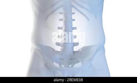 Lendenwirbelsäule, Abbildung. Stockfoto
