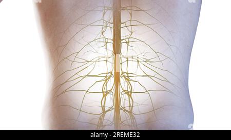 Unteres Rückenmark, Illustration. Stockfoto