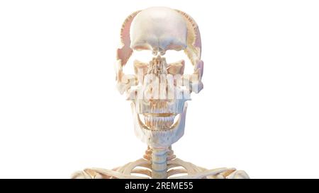 Ein zerteilter menschlicher Schädel, Illustration. Stockfoto