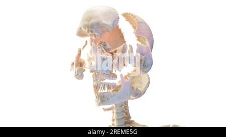 Ein zerteilter menschlicher Schädel, Illustration. Stockfoto