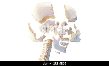 Ein zerteilter menschlicher Schädel, Illustration. Stockfoto