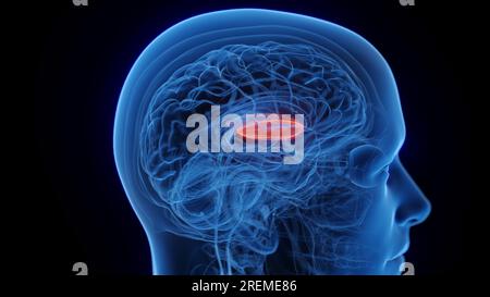 Seitlicher Globus pallidus, Abbildung. Stockfoto