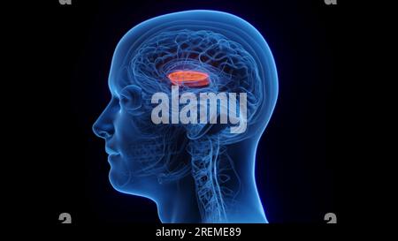 Seitlicher Globus pallidus, Abbildung. Stockfoto