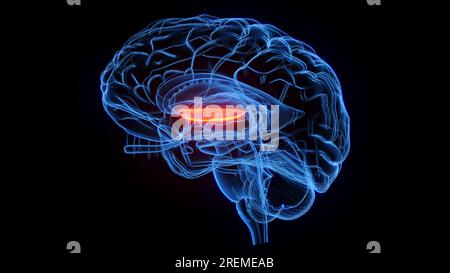 Medialer Globus pallidus, Illustration. Stockfoto