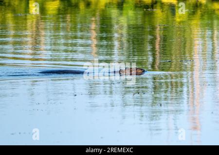 Biber, Castor canadensis, schwimmt durch das Sumpfgebiet im Point Pelee National Park. Biber sind die zweitgrößten lebenden Nagetiere. Stockfoto