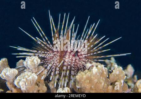 Doppelspinniger Seeigel, Echinothrix calamaris, Nachttauchen, Mimpi Channel Jetty Tauchplatz, nahe Menjangan Island, Buleleng Regency, Bali, Indonesien Stockfoto