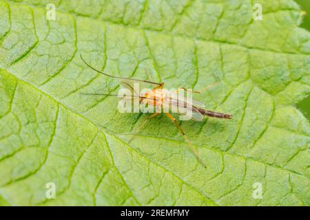 Nicht beißende Midge (Chironomus ochreatus) – Männlich Stockfoto