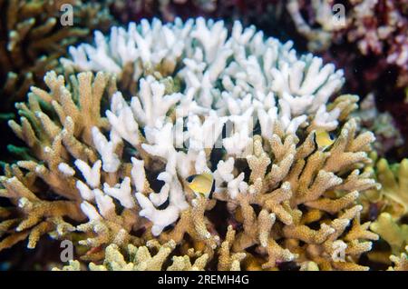 Staghorn Coral, Acropora sp., gebleicht aufgrund der globalen Erwärmung mit Blackbar Chromis, Chromis retrofasciata, Tauchplatz Mangroves, Menjangan Island, Bulel Stockfoto