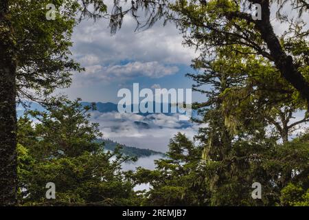 Durch die Bäume des Waldes entfaltet sich ein malerischer Blick auf Taiwans Landschaft. Das Bild zeigt die Schönheit der Natur mit sanften Hügeln und Vibran Stockfoto