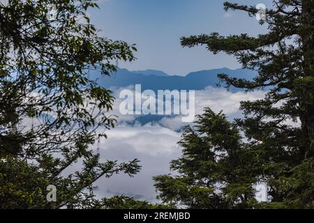 Durch die Bäume des Waldes entfaltet sich ein malerischer Blick auf Taiwans Landschaft. Das Bild zeigt die Schönheit der Natur mit sanften Hügeln und Vibran Stockfoto