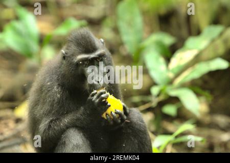 Eine Macaca nigra (Celebes Crested Macaque) befindet sich auf dem Waldboden, während sie eine Frucht im Naturschutzgebiet Tangkoko, North Sulawesi, Indonesien, isst. Stockfoto