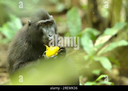 Eine Macaca nigra (Celebes Crested Macaque) befindet sich auf dem Waldboden, während sie eine Frucht im Naturschutzgebiet Tangkoko, North Sulawesi, Indonesien, isst. Stockfoto