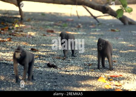 Celebes-Schammakaken (Macaca nigra) wandern am Sandstrand, während sie im Naturschutzgebiet Tangkoko, North Sulawesi, Indonesien, forschen. Stockfoto