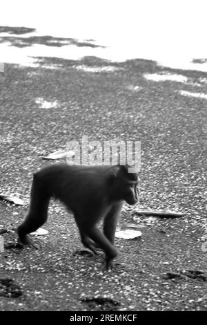 Eine Celebes-Makake (Macaca nigra) zieht sich am Sandstrand entlang, während er im Naturschutzgebiet Tangkoko, North Sulawesi, Indonesien, forscht. Stockfoto