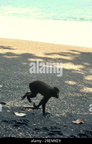 Eine Celebes-Makake (Macaca nigra) zieht sich am Sandstrand entlang, während er im Naturschutzgebiet Tangkoko, North Sulawesi, Indonesien, forscht. Stockfoto