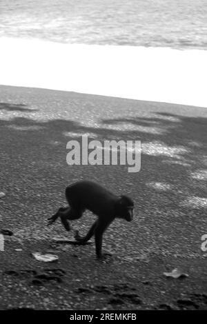 Eine Celebes-Makake (Macaca nigra) zieht sich am Sandstrand entlang, während er im Naturschutzgebiet Tangkoko, North Sulawesi, Indonesien, forscht. Stockfoto