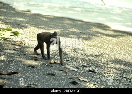 Eine Celebes-Makake (Macaca nigra) zieht sich am Sandstrand entlang, während er im Naturschutzgebiet Tangkoko, North Sulawesi, Indonesien, forscht. Stockfoto