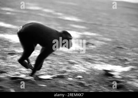 Eine Celebes-Makake (Macaca nigra) zieht sich am Sandstrand entlang, während er im Naturschutzgebiet Tangkoko, North Sulawesi, Indonesien, forscht. Stockfoto