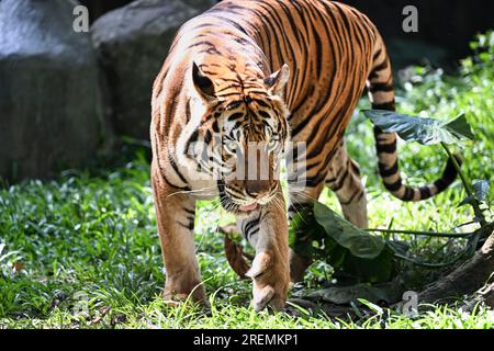 Kuala Lumpur, Malaysia. 23. Juli 2023. Ein malayanischer Tiger wird am 23. Juli 2023 im Zoo Negara in der Nähe von Kuala Lumpur, Malaysia, abgebildet. Der Internationale Tigertag findet jedes Jahr am 29. Juli statt. Kredit: Cheng Yiheng/Xinhua/Alamy Live News Stockfoto