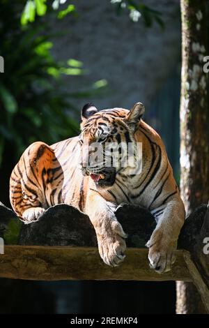 Kuala Lumpur, Malaysia. 23. Juli 2023. Ein malayanischer Tiger wird am 23. Juli 2023 im Zoo Negara in der Nähe von Kuala Lumpur, Malaysia, abgebildet. Der Internationale Tigertag findet jedes Jahr am 29. Juli statt. Kredit: Cheng Yiheng/Xinhua/Alamy Live News Stockfoto