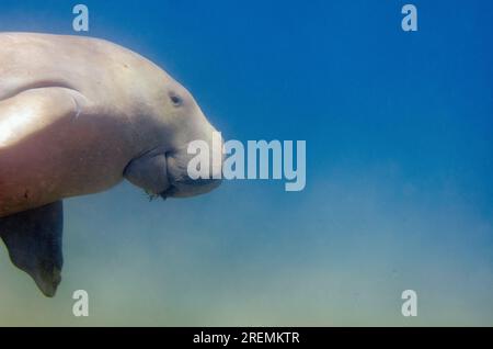 Dugong, Dugong Dugon, als verwundbar eingestuft, Schwimmen, Tasi Tolu Tauchplatz, Dili, Osttimor Stockfoto