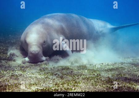 Dugong, Dugong Dugon, als verwundbar eingestuft, Fütterung von Seegras, Tasi Tolu Tauchplatz, Dili, Osttimor Stockfoto