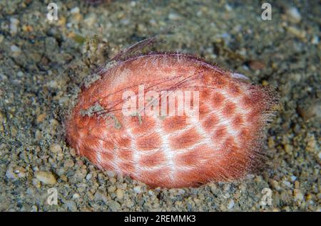 Brauner Herzeig, Metalia Spatagus, Nachttauchen, Tasi Tolu Tauchplatz, Dili, Osttimor Stockfoto