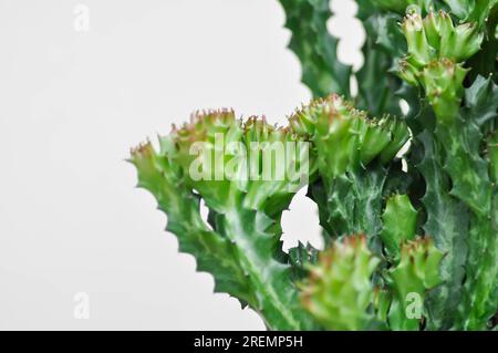 Euphorbia oder Euphorbia mayurnathanii variegated, Euphorbia lactea oder Sukkulente Pflanze Stockfoto