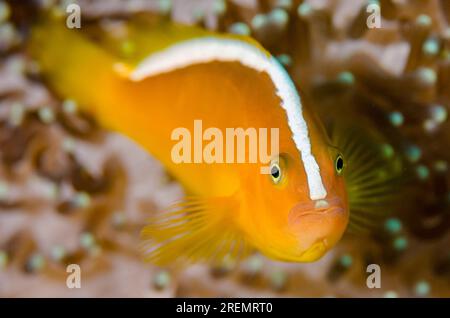 Orangenanemonfisch, Amphiprion Sandaracinos, in schützender Lederfarbe Sea Anemone, Heteractis crispa, einsamer Baum Tauchplatz, Dili, Osttimor Stockfoto