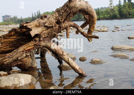 Ein toter Baum ist in einen Fluss gefallen, er sieht aus wie ein tierisches Trinkwasser. Stockfoto