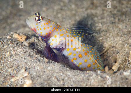 Gefleckte Shrimpgoby, Amblyeleotris guttata, Eingang zum Schutzloch, K41 Tauchplatz, Dili, Osttimor Stockfoto